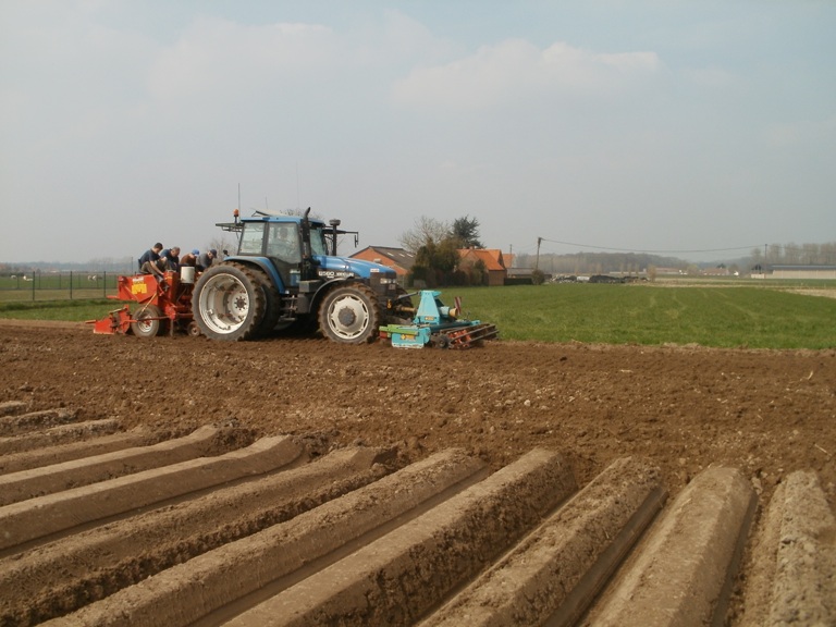 planten ruben